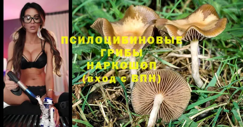 Псилоцибиновые грибы Magic Shrooms  Бийск 