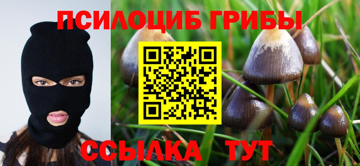Псилоцибиновые грибы Psilocybine cubensis Бийск